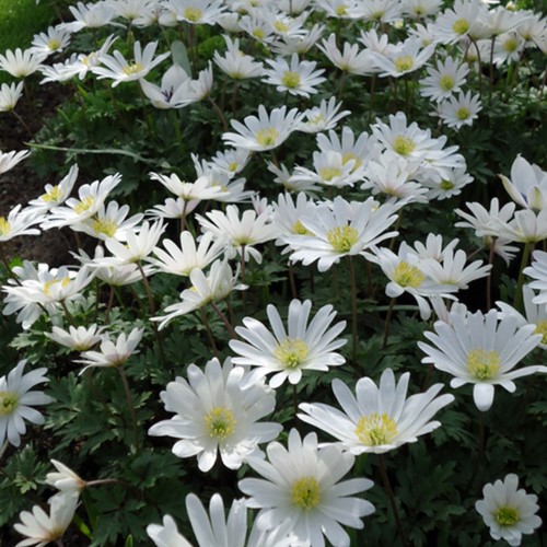 Anemone Blanda White Splendour