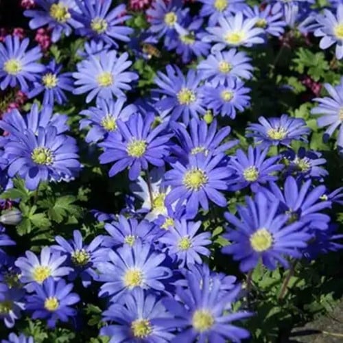 Anemone Blanda Blue Shade