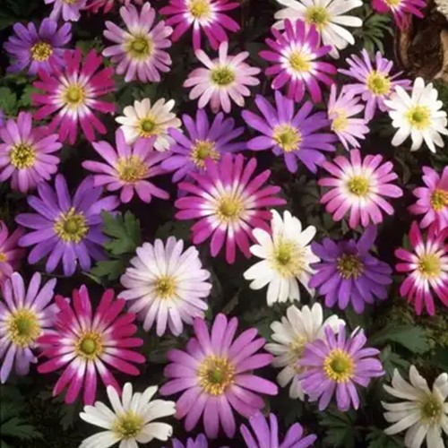 Anemone Blanda Mischung