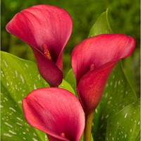 Calla Rot - Zantedeschia