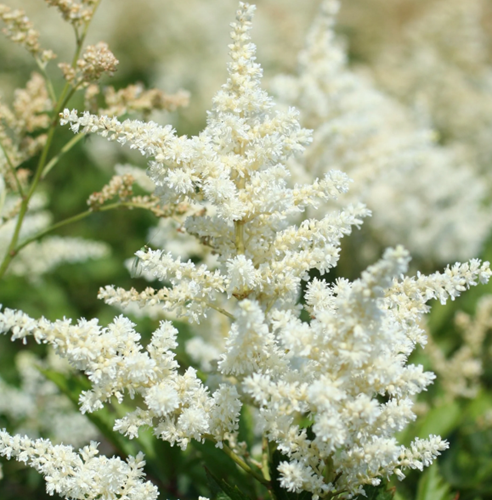 Astilbe (A) Brautschleier - Prachtspiere