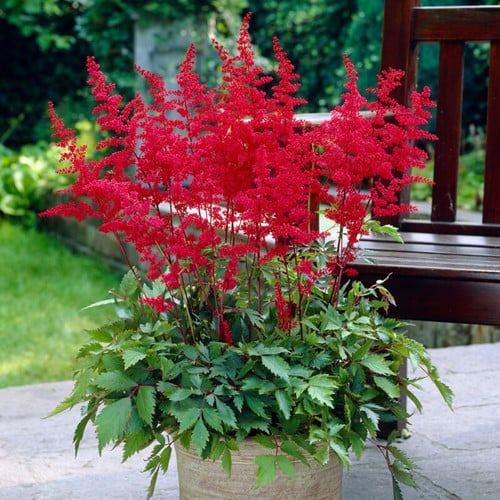 Prachtspiere Astilbe rot - Stilbe arendsii Spinel