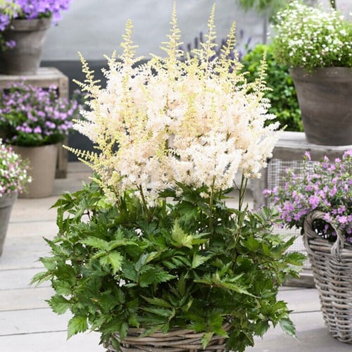 Prachtspiere Astilbe Weiß - Astilbe japonica Washington
