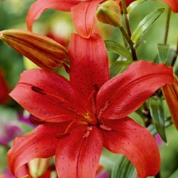 Lilienzwiebel Magic Star - Orientalische Lilie, Gefüllt, 1 Stück, Winterhart & Pflegeleicht