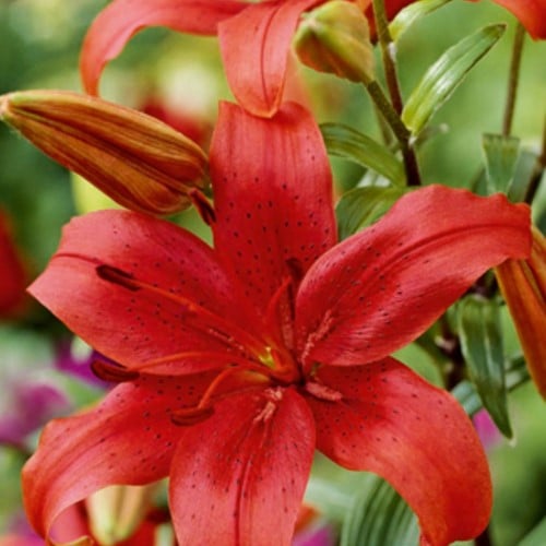 Asiatische Lilie Rot - Lilium Asiaticum