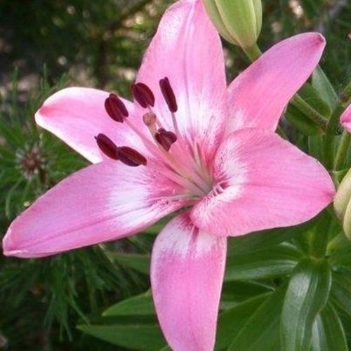 Asiatische Lilie Rosa