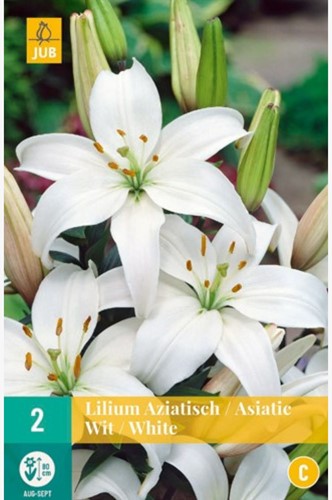 Asiatische Lilie Weiß
