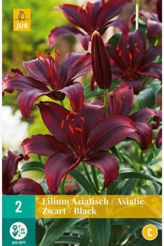 Asiatische Lilie Schwarz - Lilium