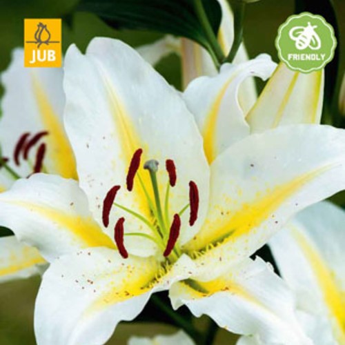 Lilium Baferrari - Lilien