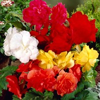 Begonia Dubbel Gemengd