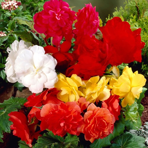 Begonia Dubbel Gemengd
