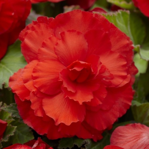 Begonie F1 Superba Rot