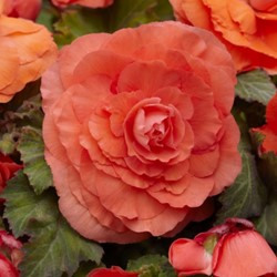 Begonia F1 superba Zalm