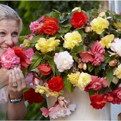 Begonia Odorata Mix - Geurende Begonia