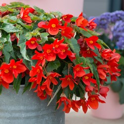 Begonia Pendula Rood