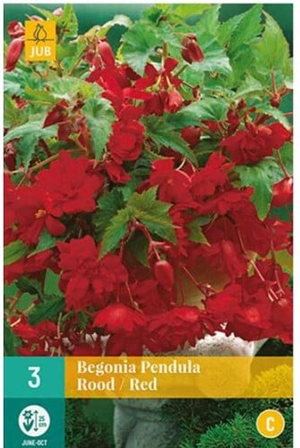Begonie Pendula Rot