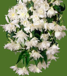 Begonia Pendula Wit