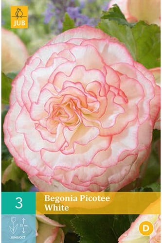 Begonie White Picotee