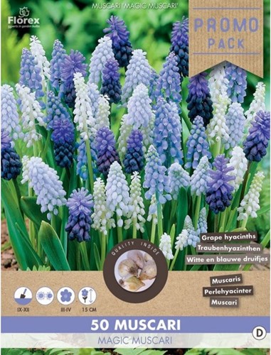 Traubenhyazinthen Mischung - Muscari (Großpackung)