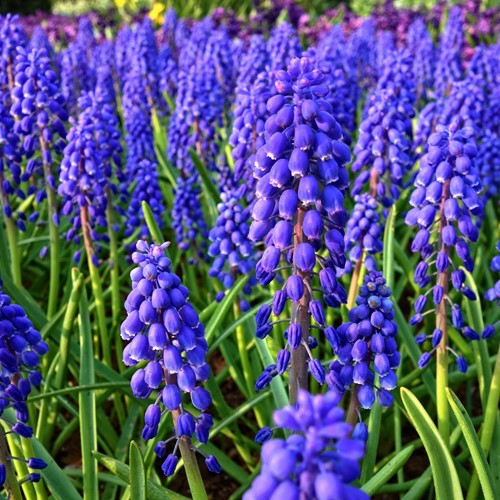 Traubenhyazinthen Armeniacum - Muscari (Großpackung)