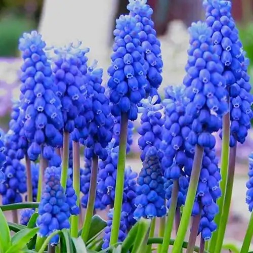 Traubenhyazinthen Armeniacum - Muscari (XL-Packung)