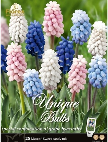 Traubenhyazinthen Sweet Candy Mischung - Muscari