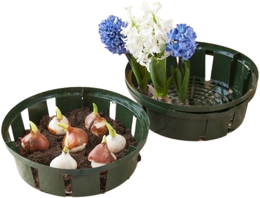 olivenbaum 2 50 m Echte 2x Olivenbume 50-60 / 70-90 cm Hhe im Doppelpack.  Poochy-Couture