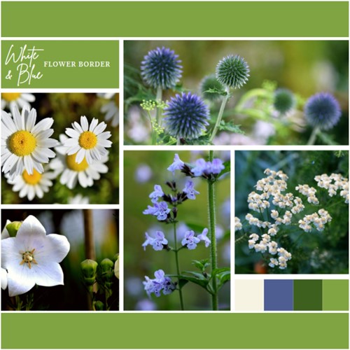 Borderpakket Wit en Blauw (12 planten: 2m²)