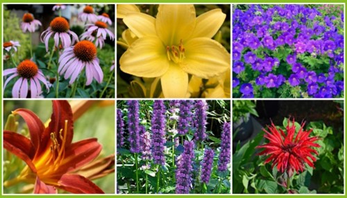 Beetpaket für lange blühende Blumenbeete (12 Pflanzen: 2m²)-2