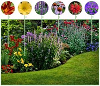 Beetpaket für lange blühende Blumenbeete (12 Pflanzen: 2m²)