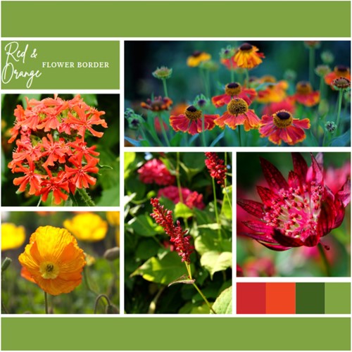 Borderpakket Rood en Oranje (9 planten: 1,5 m²)