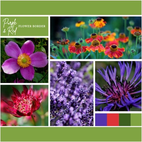 Borderpakket Paars en Rood (6 planten: 1m²)