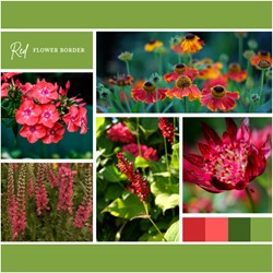 Beetpaket Rot (6 Pflanzen: 1 m²)