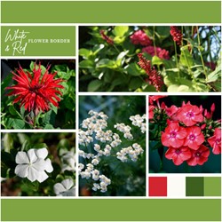 Beetpaket Weiß und Rot (9 Pflanzen: 1.5 m²)