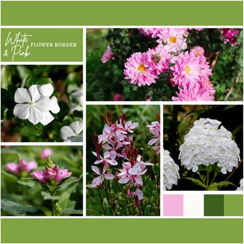 Borderpakket Wit en Roze (9 planten: 1,5m²)