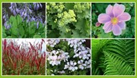 Beetpaket Schattengarten (12 Pflanzen; 2m2)-2