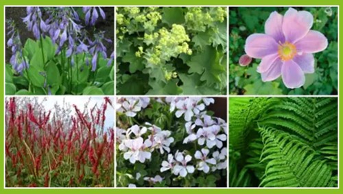 Beetpaket Schattengarten (12 Pflanzen; 2m2)-2