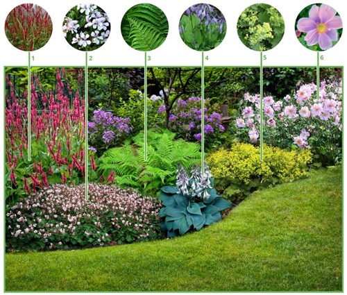 Borderpakket Schaduwtuin (9 planten)