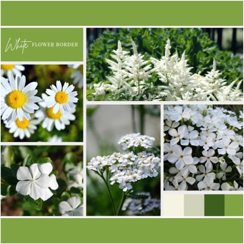 Borderpakket Wit (12 planten: 2m²)