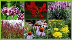 Beetpaket Fröhlicher Schmetterlingsgarten (9 Pflanzen: 1,5m²)