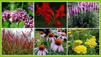 Beetpaket Fröhlicher Schmetterlingsgarten (12 Pflanzen: 2m²)-2