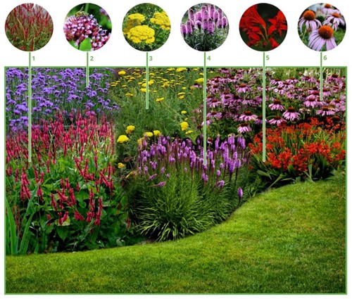 Beetpaket Fröhlicher Schmetterlingsgarten (6 Pflanzen: 1m²)