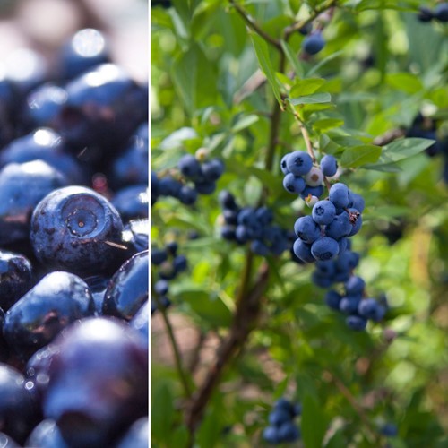 Blaue Heidelbeere - Vaccinium corymbosum