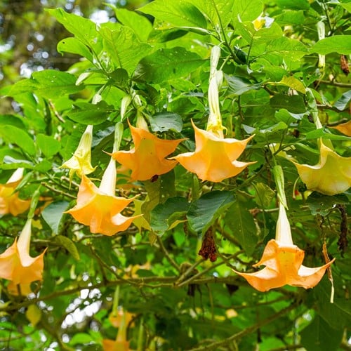 Engelstrompete Gelb - Brugmansia (Topfpflanze)