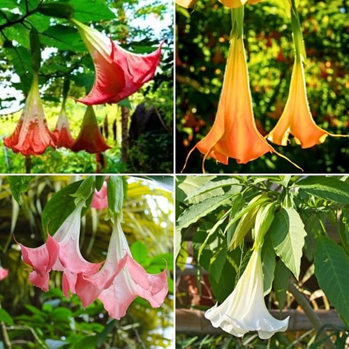 Brugmansia Mix - Engelstrompete Gemischt (Vierer-Pack)