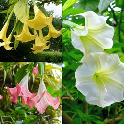 Datura kaufen? Datura Einfach Bestellen Online