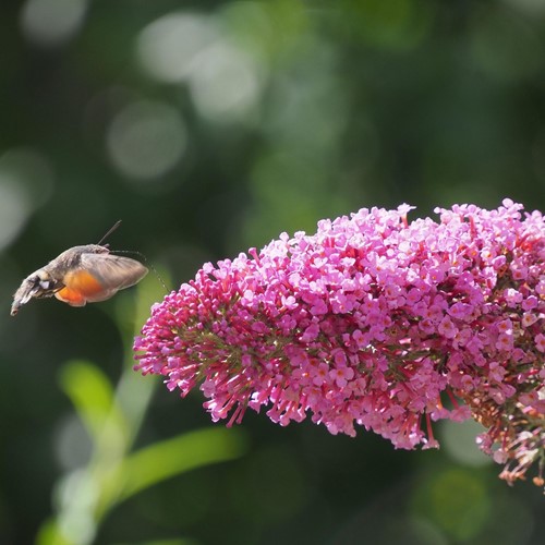 Schmetterlingsflieder - Buddleja Rosa