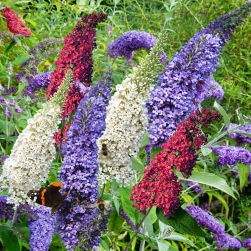 Buddleja Tricolor - Schmetterlingsflieder