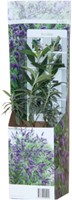 Vlinderstruik Tricolor - Buddleja-2