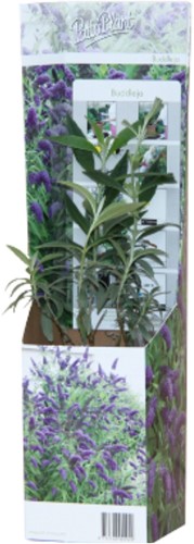 Vlinderstruik Tricolor - Buddleja-2